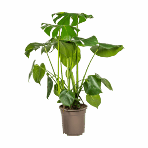 Monstera Deliciosa “Tauerii” | +/- 80cm | ø 21cm Topf