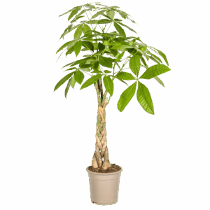 Pachira Aquatica | Glückskastanie | +/- 100cm | ø 21cm Topf