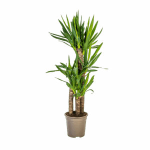 Yucca Elephantipes | Palmlilie | +/- 100cm | ø 21cm Topf