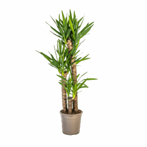 Yucca Elephantipes | Palmlilie | +/- 130cm | ø 24cm Topf