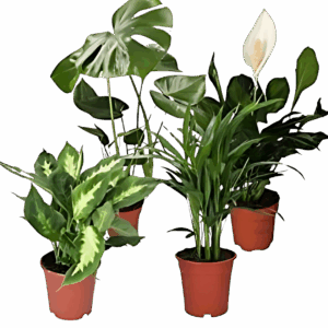 4er-Set Luftreinigende Pflanzen | Monstera | Einblatt | Dieffenbachie | Goldfruchtpalme | +/- 40-50cm | ø 12-15cm Topf