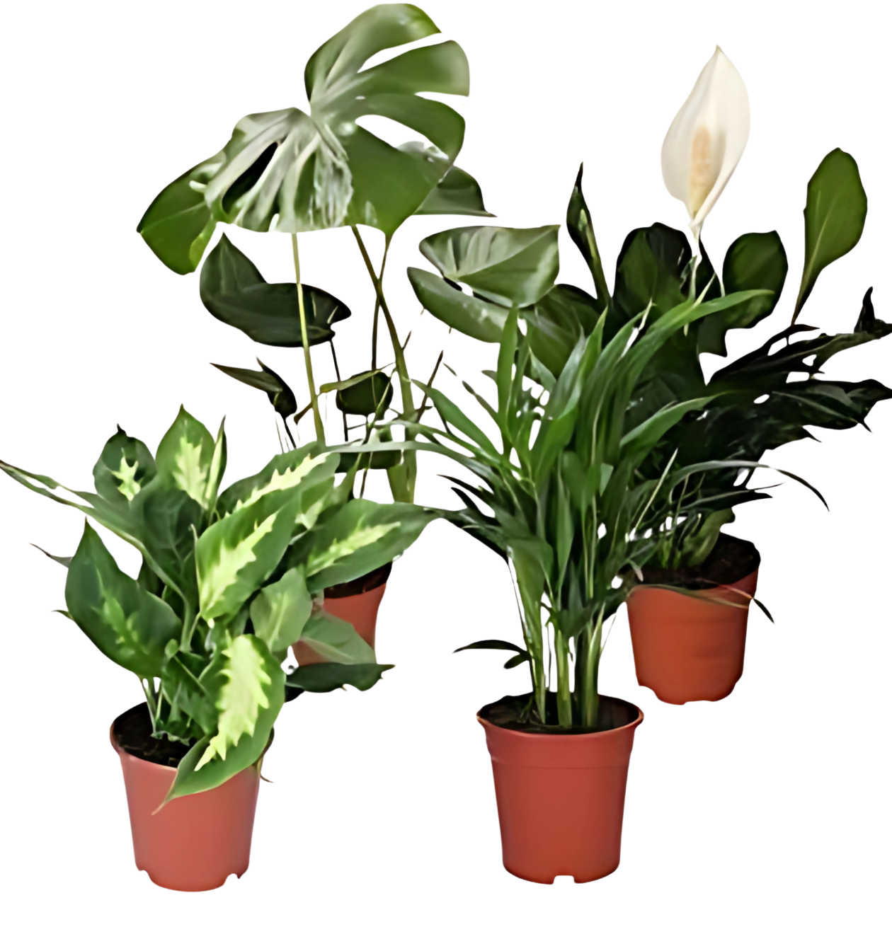 4er-Set Luftreinigende Pflanzen | Monstera | Einblatt | Dieffenbachie | Goldfruchtpalme | +/- 40-50cm | ø 12-15cm Topf 1 4er-Set Luftreinigende Pflanzen | Monstera | Einblatt | Dieffenbachie | Goldfruchtpalme | +/- 40-50cm | ø 12-15cm Topf