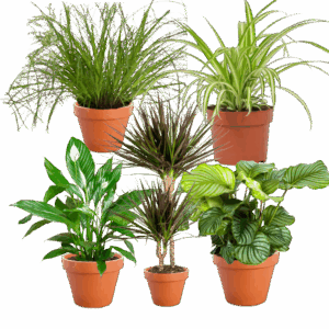 5er-Set | Grünlilie | Katzengras | Drachenbaum | Korbmarante | Einblatt | +/- 40-60cm | ø 12-15cm Topf