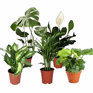 5er Set Luftreinigende Pflanzen | Monstera | Einblatt | Dieffenbachie | Goldfruchtpalme | Calathea | +/- 40-50cm | ø 12-15cm Topf