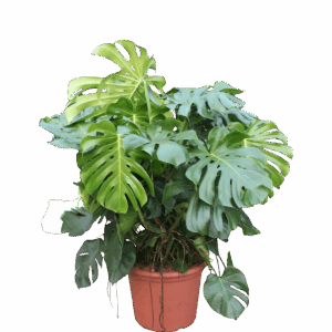Monstera Deliciosa XXXL | Fensterblatt | +/- 130cm | ø 55cm Topf
