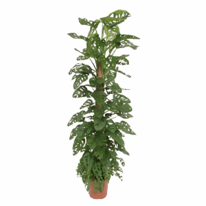 Monstera “Monkey Leaf” mit Moosstab | Affenblatt | +/- 180cm | ø 27cm Topf