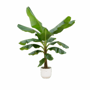 Musa | Bananenpflanze | +/- 190cm | ø 30cm Topf