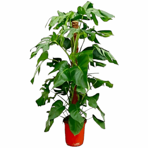 Monstera Pertusum | Fensterblatt | +/- 120cm | ø 24cm Topf