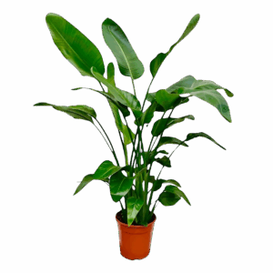 Strelitzia “Nicolai” | Baumstrelitzie | +/- 150cm | ø 21cm Topf
