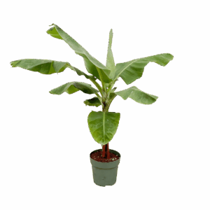 Musa | Bananenpflanze | +/- 150cm | ø 30cm Topf