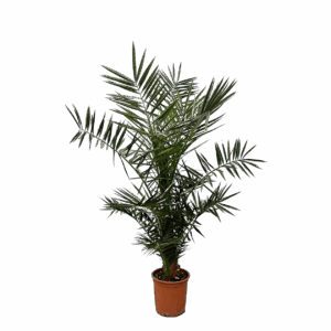 Phoenix Canariensis | Kanarische Dattelpalme | +/- 130cm | ø 20cm Topf