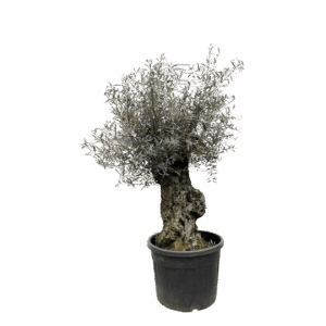 Olea Europaea “Bonsai” | Olivenbaum Bonsai | +/- 250cm | ø 65cm Topf