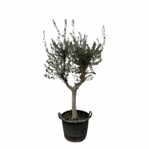 Olea Europaea “Cultivo” | Olivenbaum | +/- 200cm | ø 45cm Topf