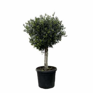 Olea Europaea “Lorc” | Olivenbaum | +/- 180cm | ø 50cm Topf