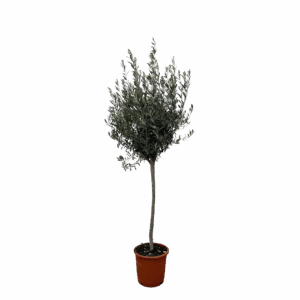 Olea Europaea “Op Stam” | Olivenbaum am Stamm | +/- 160cm | ø 24cm Topf
