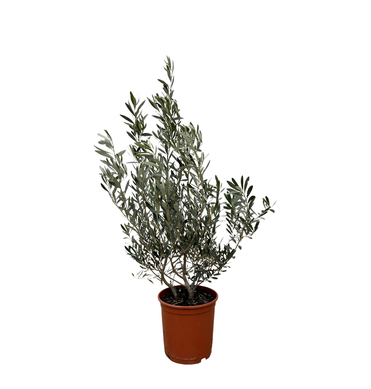 Olea Europaea “Struik” | Olivenbaum Strauch | +/- 100cm | ø 25cm Topf 1 Olea Europaea “Struik” | Olivenbaum Strauch | +/- 100cm | ø 25cm Topf