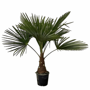 Trachycarpus | Hanfpalme | +/- 100cm | ø 21cm