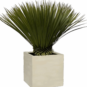 Yucca rostrata | Blaue Palmlilie | +/- 80cm | ø 27cm