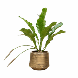 Anthurium “Botanical King” | Flamingoblume | +/- 100cm | ø 35cm Topf