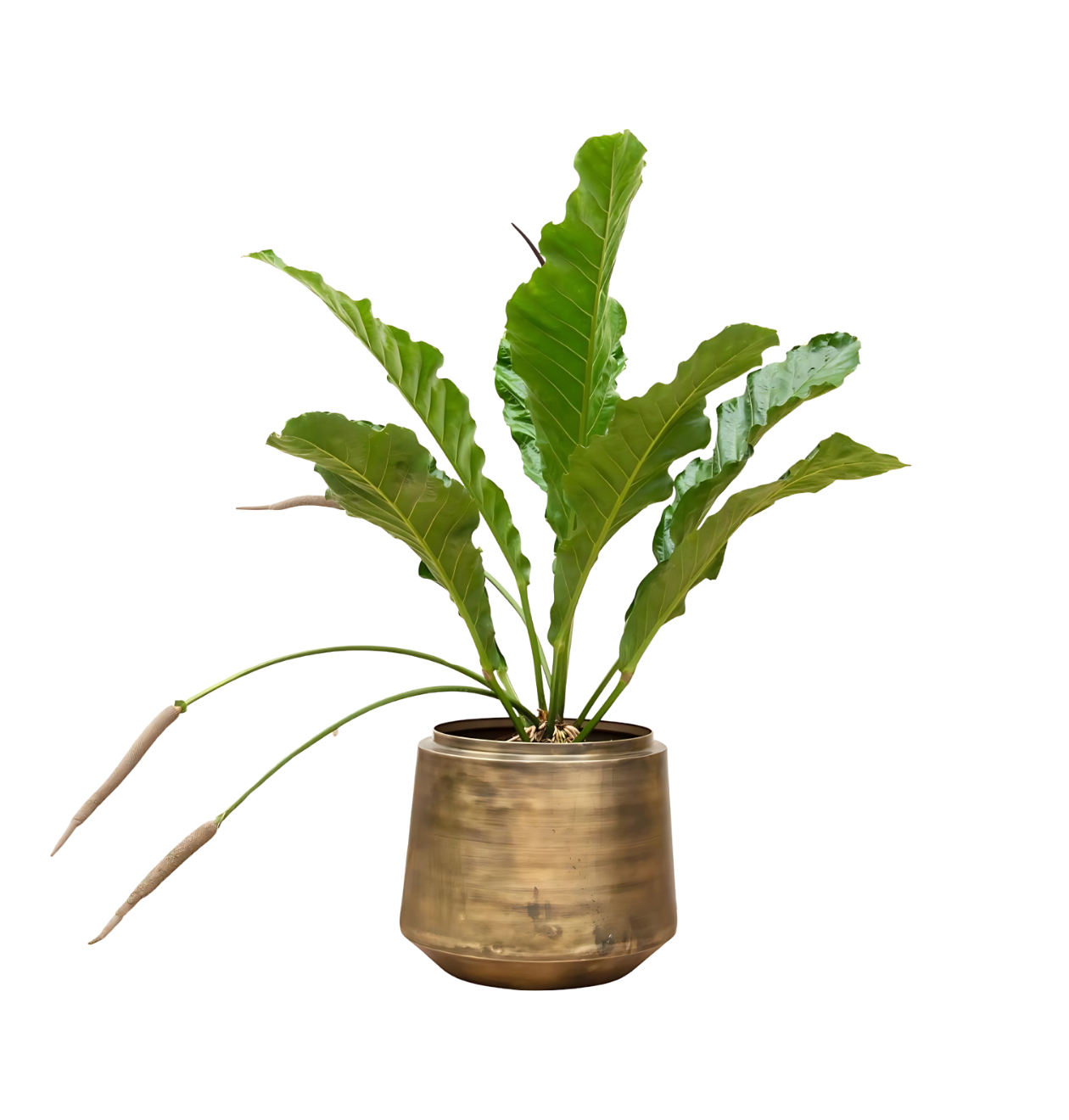 Anthurium “Botanical King” | Flamingoblume | +/- 100cm | ø 35cm Topf 1 Anthurium “Botanical King” | Flamingoblume | +/- 100cm | ø 35cm Topf