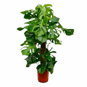 Monstera Deliciosa XXL | Fensterblatt | +/- 150cm | ø 27cm Topf