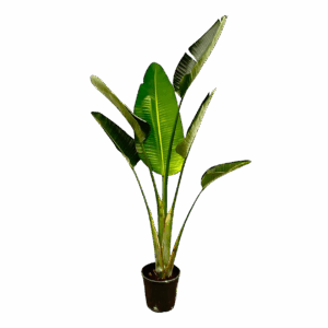 Strelitzia “Augusta” | Weiße Paradiesvogelblume | +/- 180cm | ø 30cm Topf