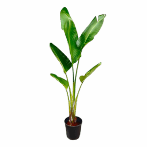 Strelitzia “Augusta” | Weiße Paradiesvogelblume | +/- 210cm | ø 30cm Topf