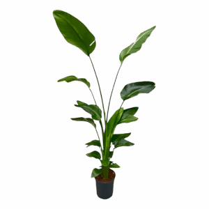 Strelitzia “Nicolai” | Baumstrelitzie | +/- 170cm | ø 21cm Topf