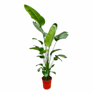 Strelitzia “Nicolai” | Baumstrelitzie | +/- 190cm | ø 27cm Topf