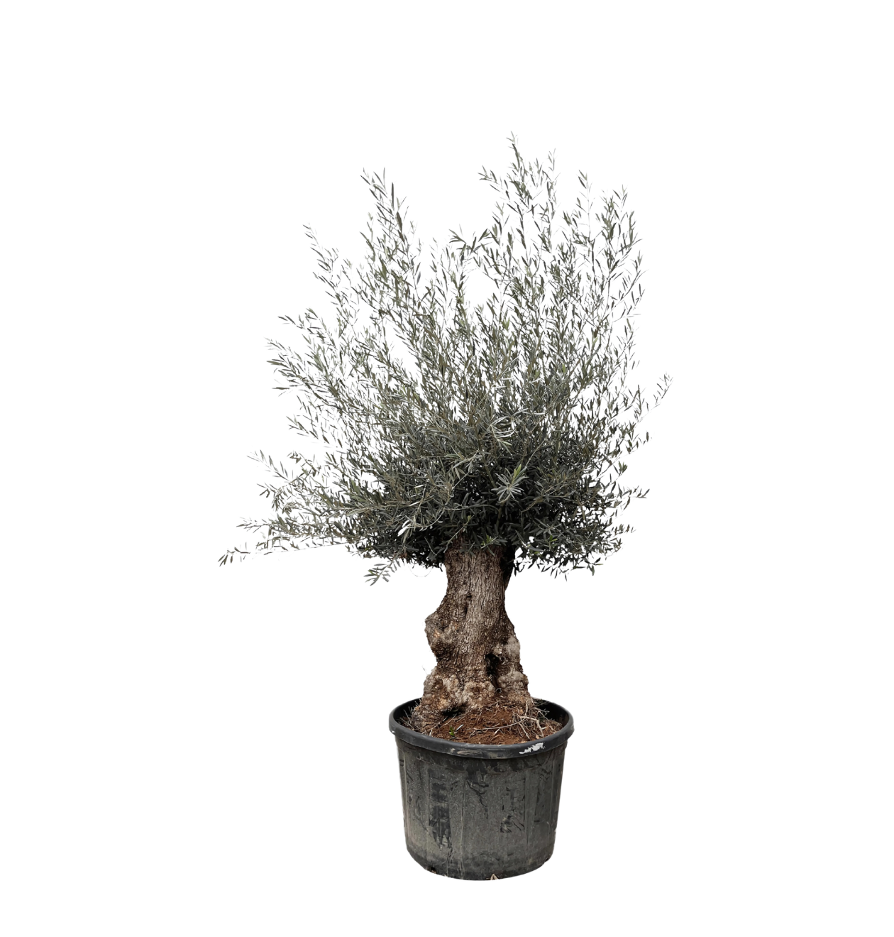 Olea Europaea “Bonsai” | Olivenbaum Bonsai | +/- 225cm | ø 80cm Topf 1 Olea Europaea “Bonsai” | Olivenbaum Bonsai | +/- 225cm | ø 80cm Topf