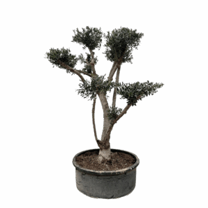 Olea Europaea “Pompon” | Olivenbaum | +/- 210cm | ø 80cm Topf