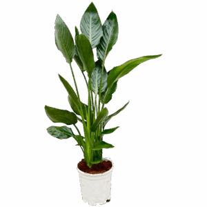 Strelitzia “Reginae” | Paradiesvogelblume | +/- 100cm | ø 19cm Topf