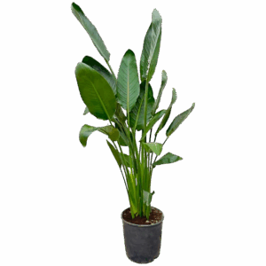 Strelitzia “Reginae” | Paradiesvogelblume | +/- 130cm | ø 24cm Topf