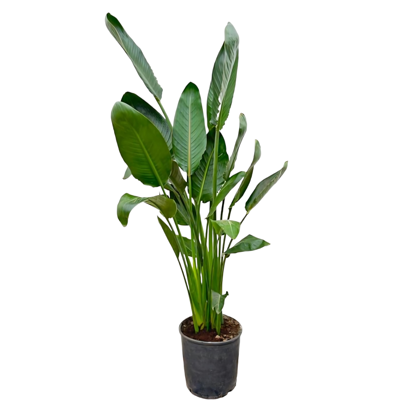 Strelitzia “Reginae” | Paradiesvogelblume | +/- 130cm | ø 24cm Topf 1 Strelitzia “Reginae” | Paradiesvogelblume | +/- 130cm | ø 24cm Topf