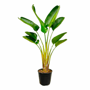 Strelitzia “Augusta” | Weiße Paradiesvogelblume | +/- 160cm | ø 28cm Topf