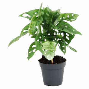 Monstera Monkey Leaf “Obliqua” | Affenblatt | +/- 25cm | ø 12cm Topf