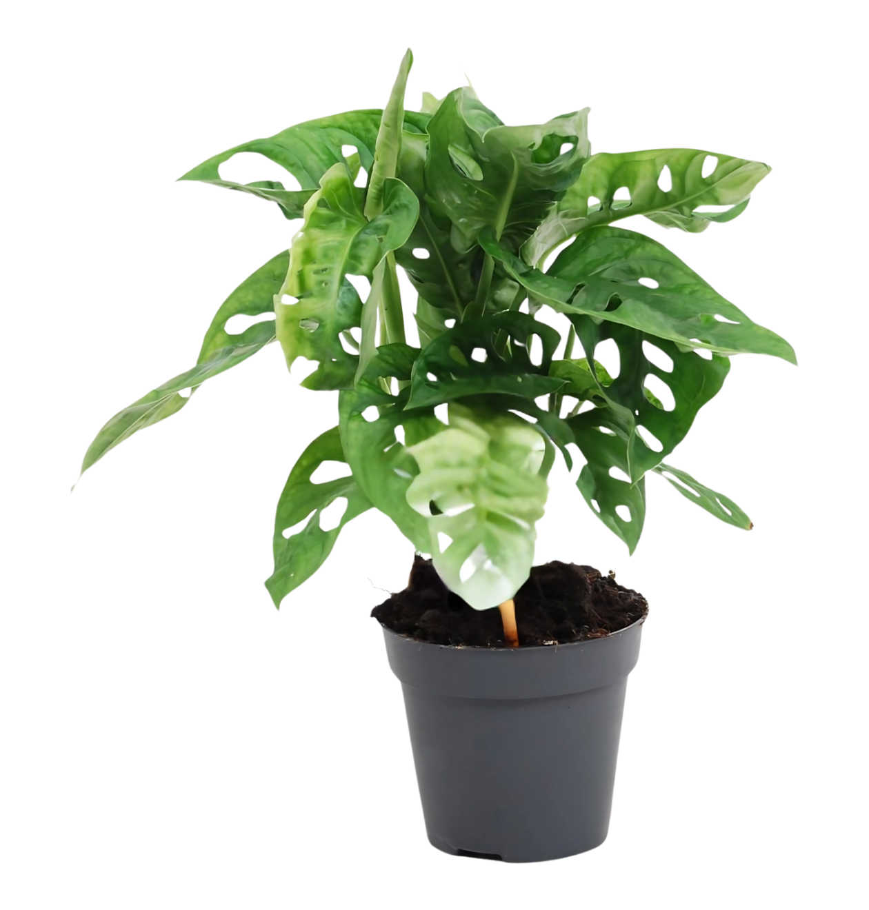 Monstera Monkey Leaf “Obliqua” | Affenblatt | +/- 25cm | ø 12cm Topf 1 Monstera Monkey Leaf “Obliqua” | Affenblatt | +/- 25cm | ø 12cm Topf