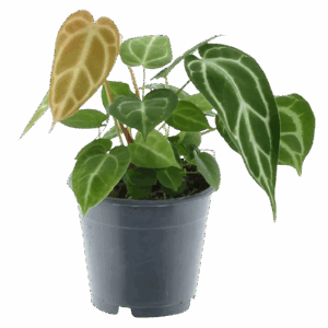 Anthurium “Chrystallium” | Flamingoblume | +/- 35cm | ø 12cm Topf