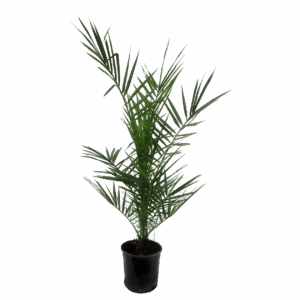 Phoenix Canariensis | Kanarische Dattelpalme | +/- 80cm | ø 15cm Topf