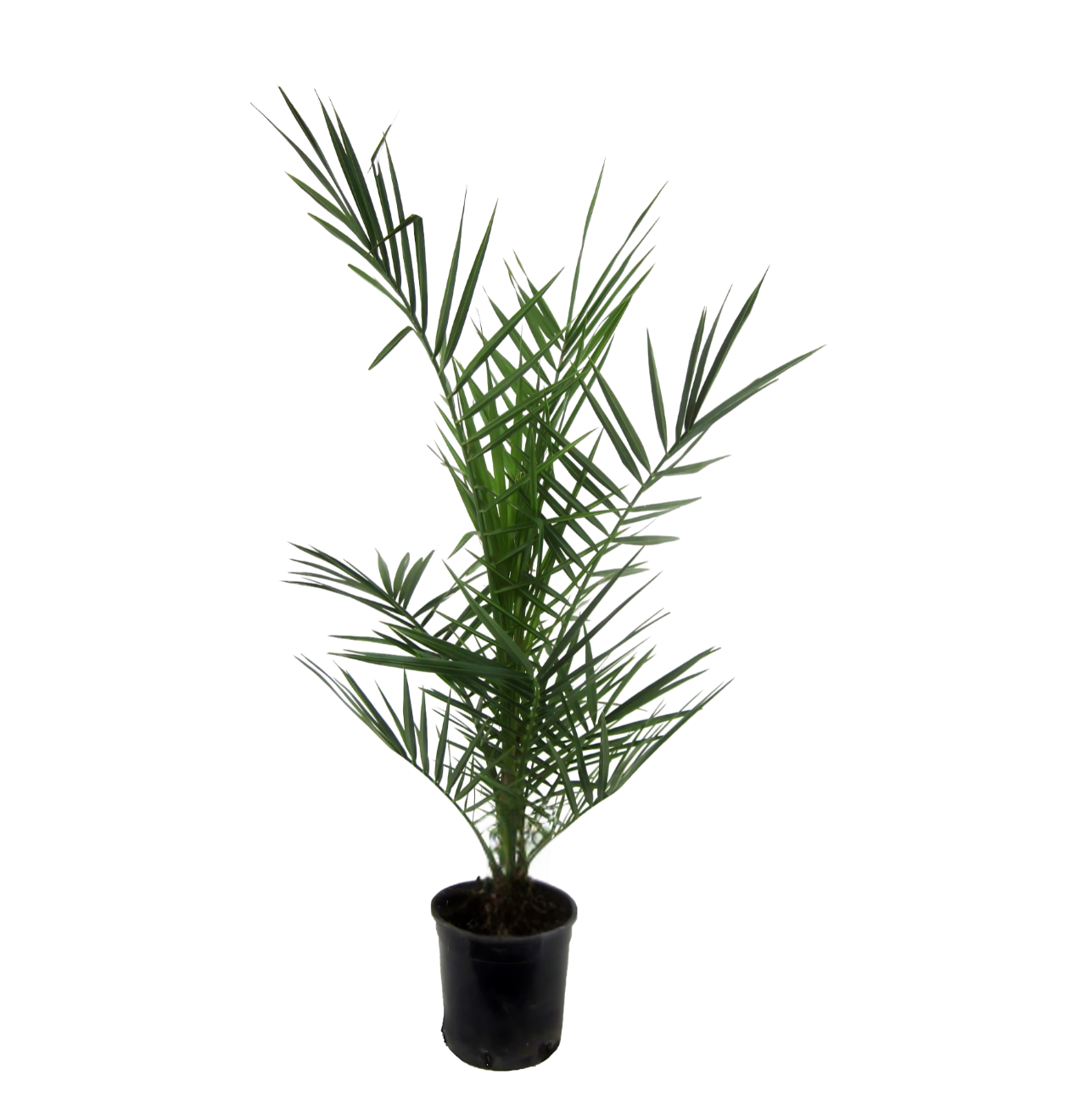 Phoenix Canariensis | Kanarische Dattelpalme | +/- 80cm | ø 15cm Topf 1 Phoenix Canariensis | Kanarische Dattelpalme | +/- 80cm | ø 15cm Topf