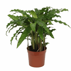 Calathea “Bluegrass” | Korbmarante | +/- 40cm | ø 12cm Topf