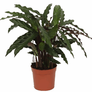 Calathea “Elgergrass” | Korbmarante | +/- 40cm | ø 12cm Topf