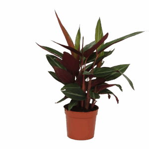 Calathea “Stripestar” | Korbmarante | +/- 40cm | ø 12cm Topf