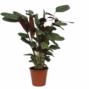 Calathea “Compactstar” | Korbmarante | +/- 80cm | ø 19cm Topf