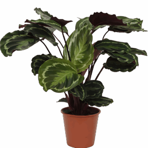 Calathea “Medallion” | Korbmarante | +/- 80cm | ø 19cm Topf