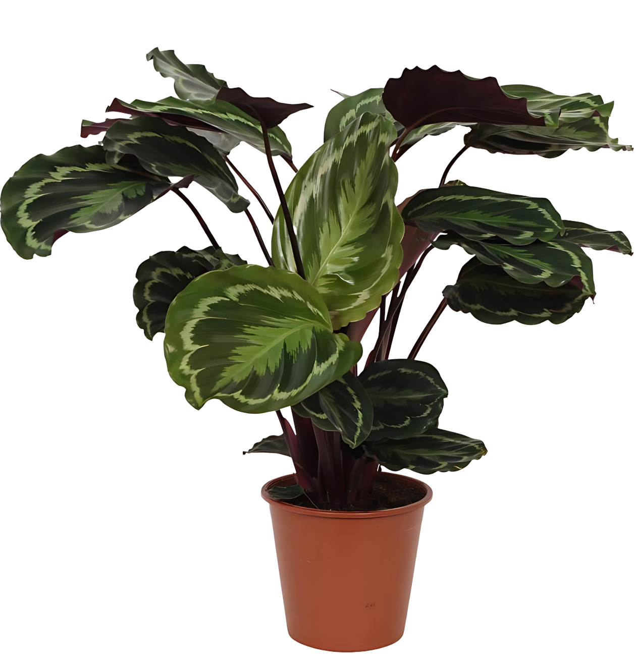 Calathea “Medallion” | Korbmarante | +/- 80cm | ø 19cm Topf 1 Calathea “Medallion” | Korbmarante | +/- 80cm | ø 19cm Topf
