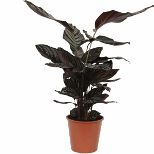 Calathea “Sanderiana” | Korbmarante | +/- 80cm | ø 19cm Topf