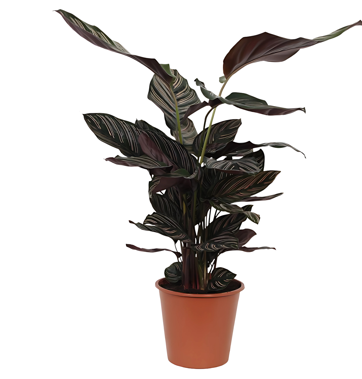 Calathea “Sanderiana” | Korbmarante | +/- 80cm | ø 19cm Topf 1 Calathea “Sanderiana” | Korbmarante | +/- 80cm | ø 19cm Topf