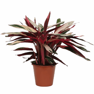 Calathea “Triostar” (Stromanthe) | Korbmarante | +/- 80cm | ø 19cm Topf