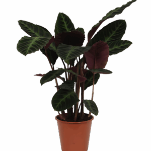 Calathea “Warsceviczii” | Korbmarante | +/- 80cm | ø 19cm Topf